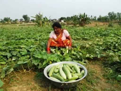 Hathani packing vegetables from her field